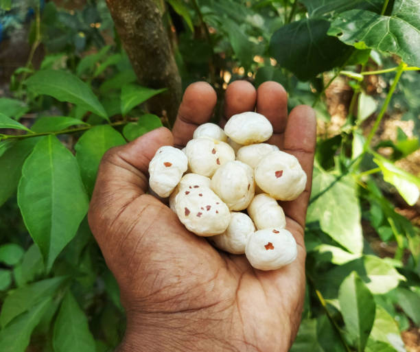 Can Makhana Become India's Global Superfood?